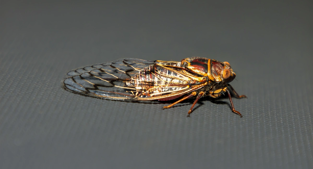 A colorful cicada at rest