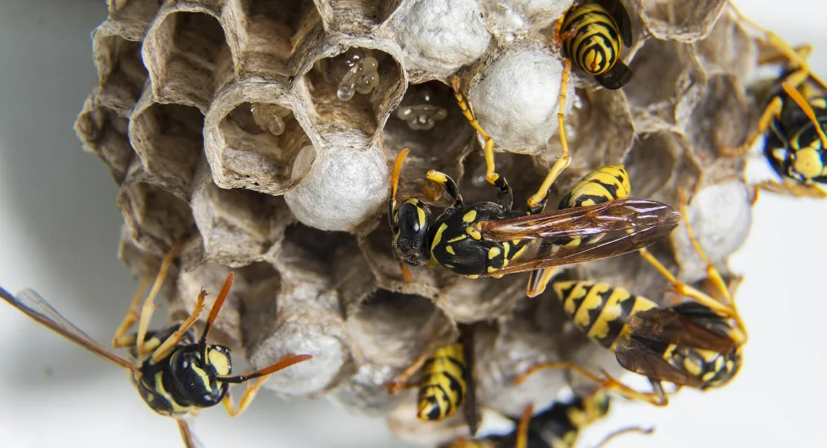 wasp nest