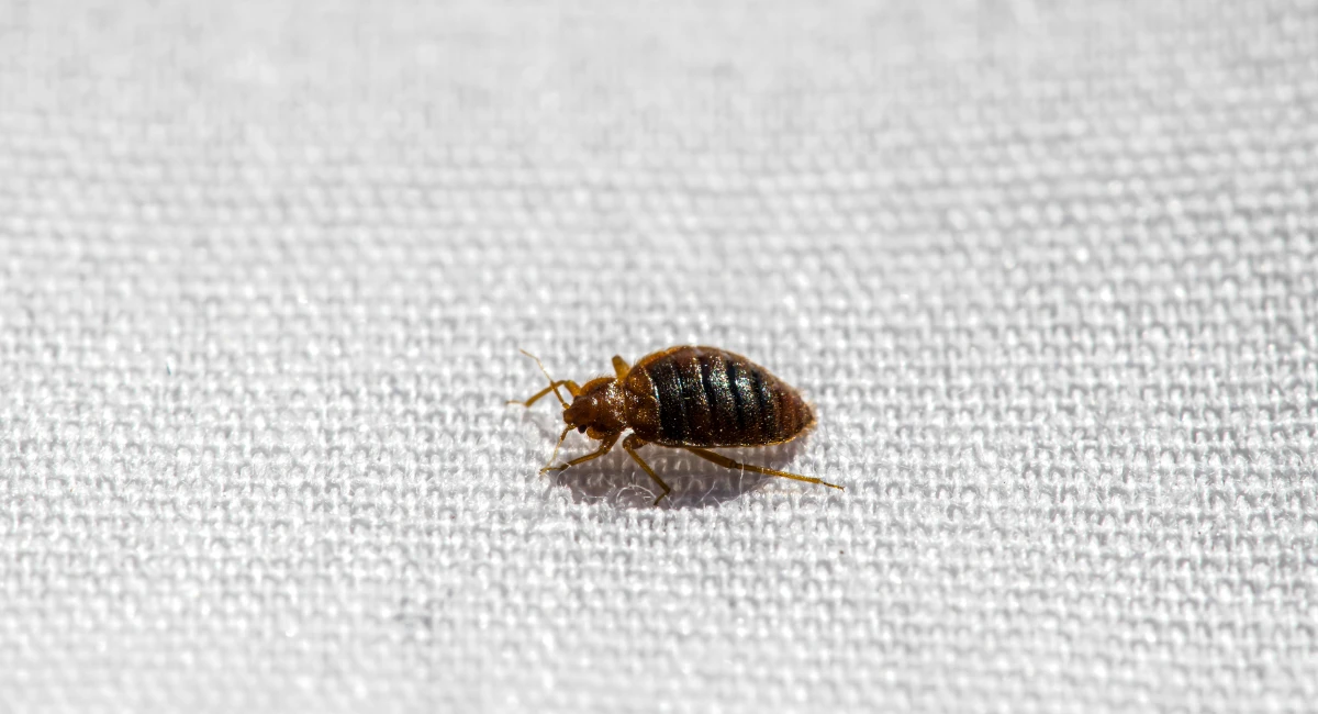 A bed bug, small, round, and reddish, crawling on fabric