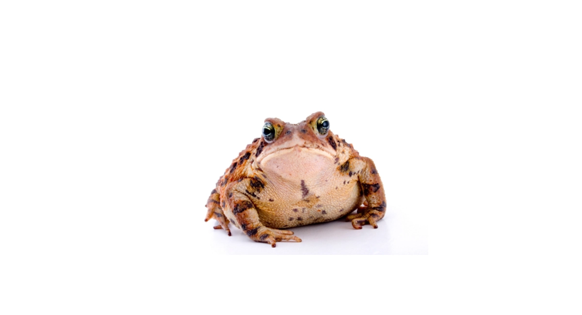 Toad