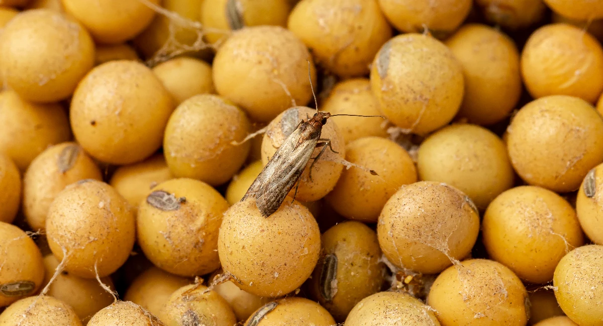 Indian meal moth on soybeans