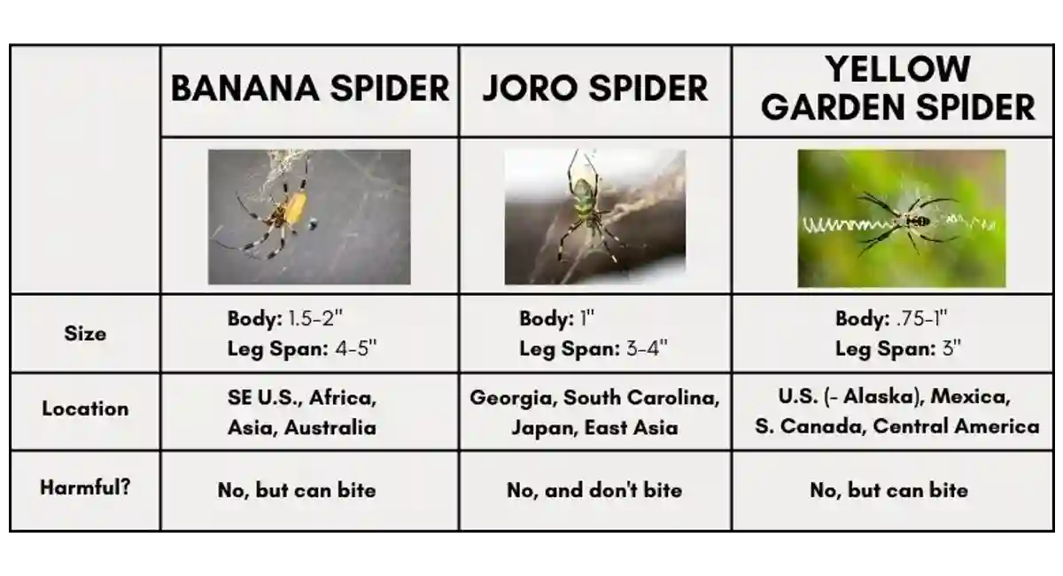 Comparison chart for banana spiders, joro spiders, and yellow garden spider