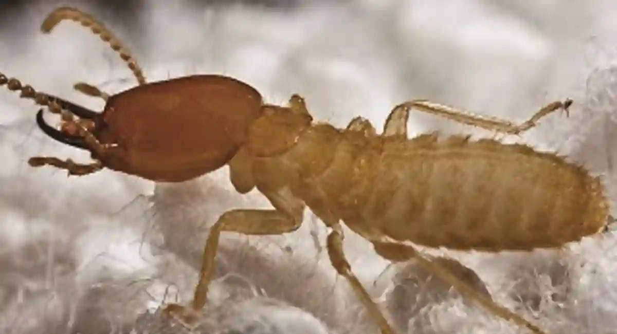 Formosan termite
