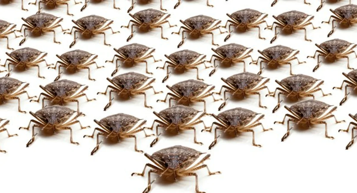 Stink bugs