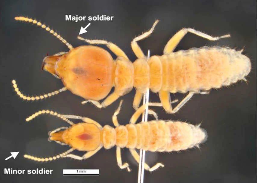 Subterranean termites