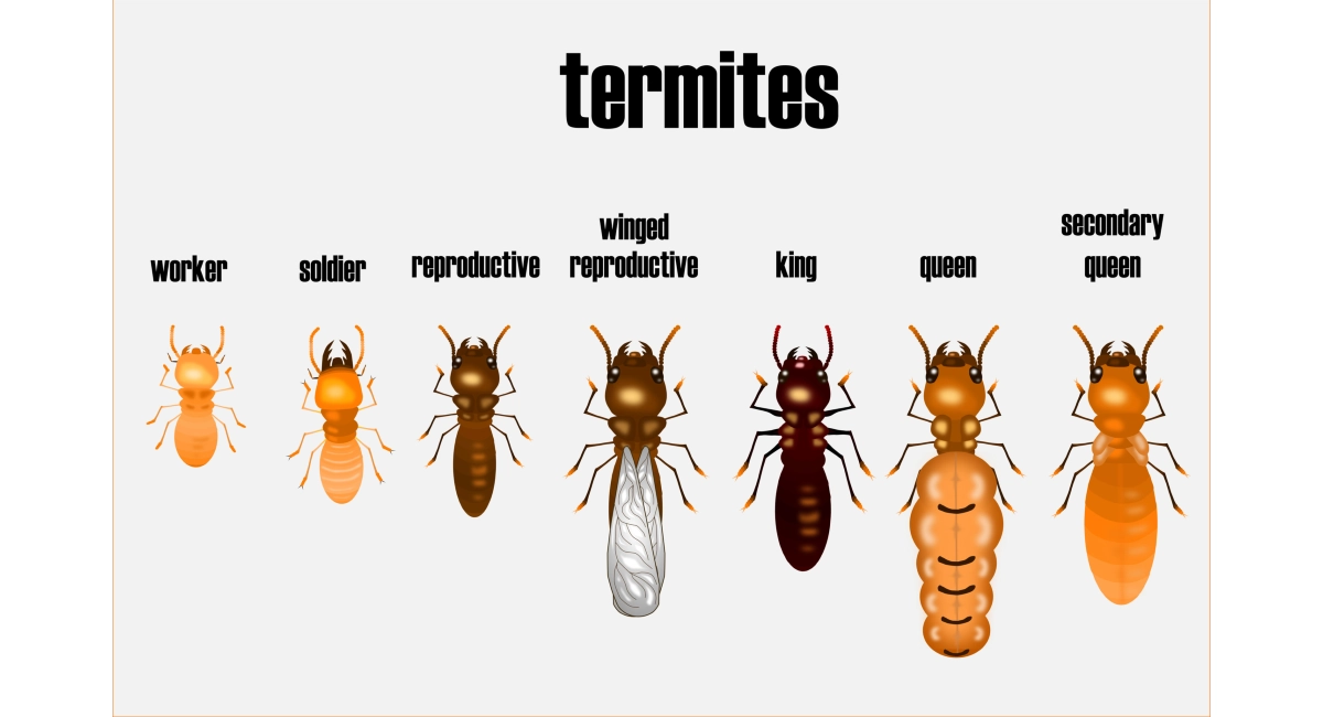 Types of termites