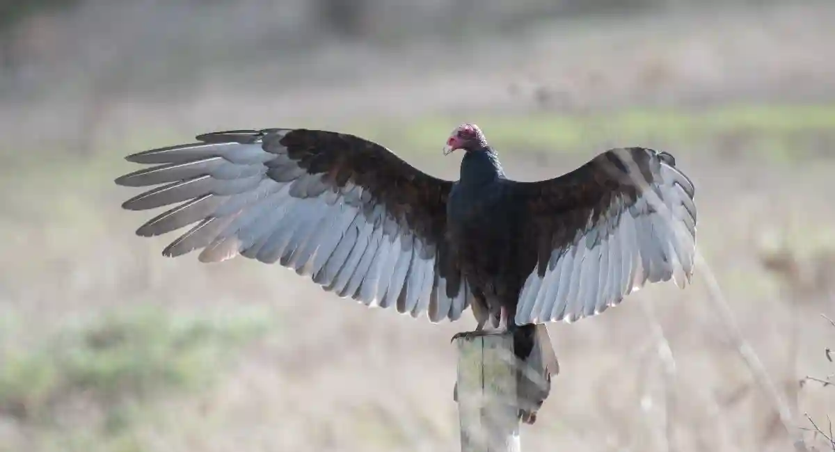 Vultures