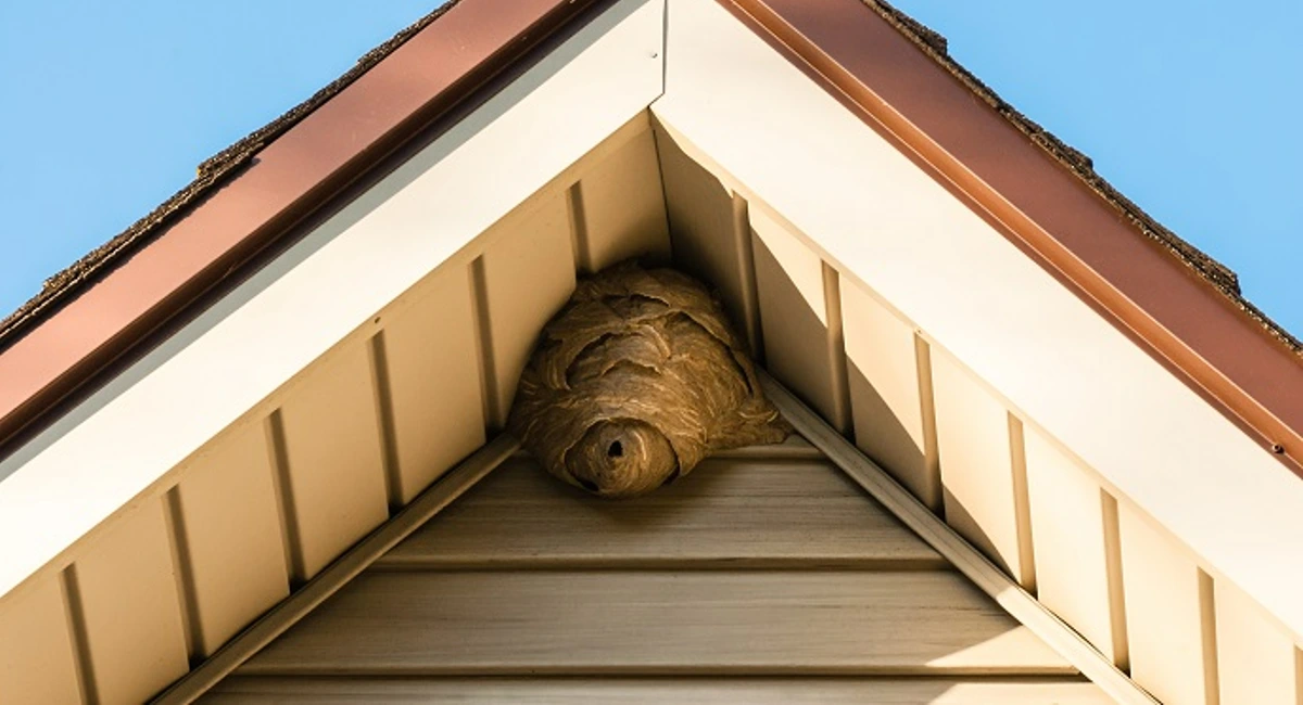 Wasp nest