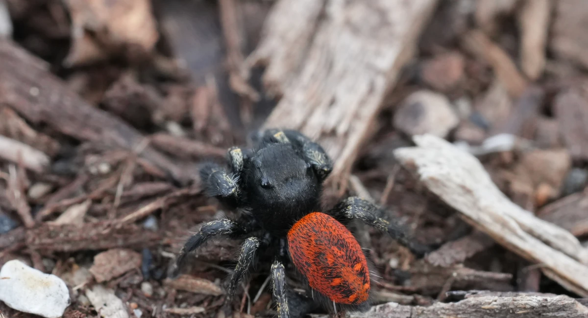 A Johnson’s jumping spider, with a bright orange abdomen, on some bark