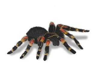 red knee tarantula