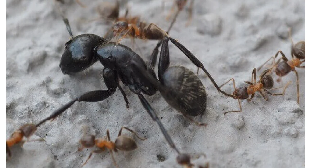 Ant