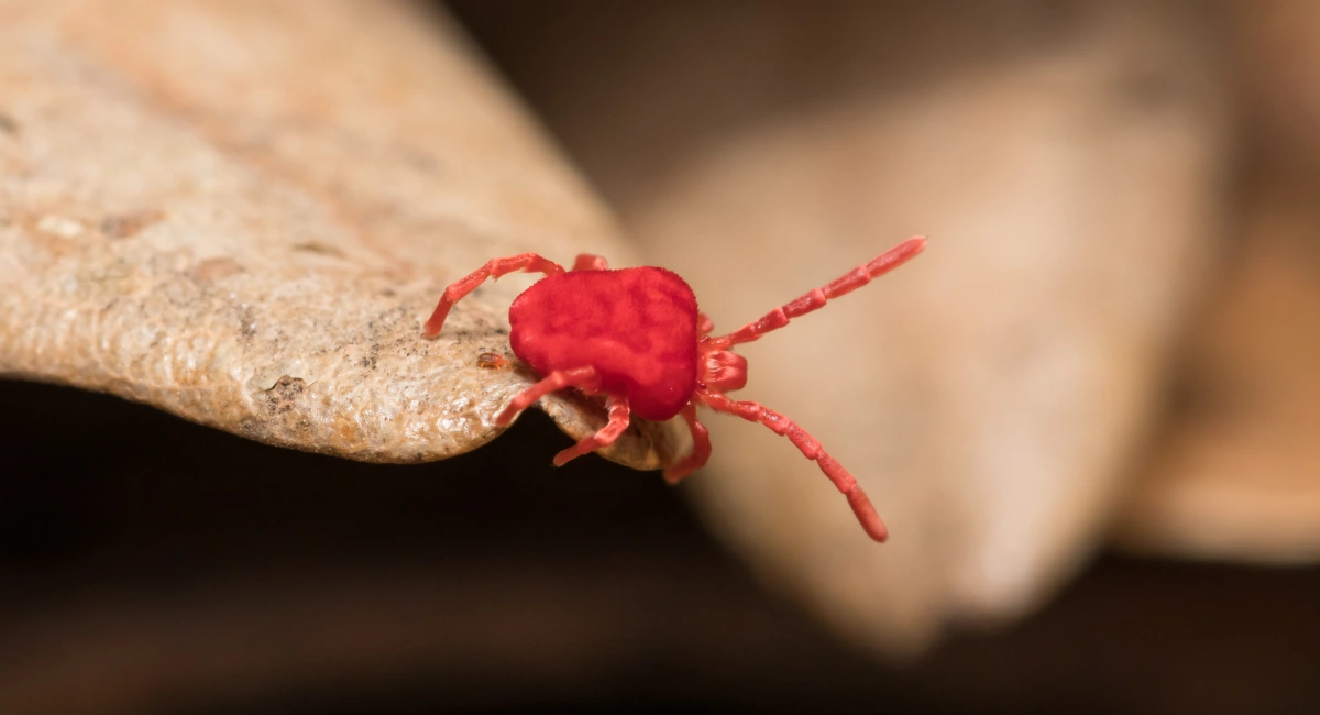 A close-up of a bright red clover mite crawling on the edge of a dried leaf