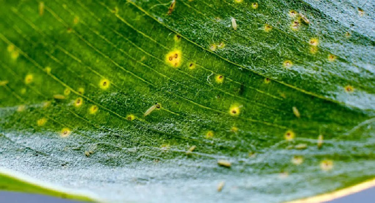Thrips on plant