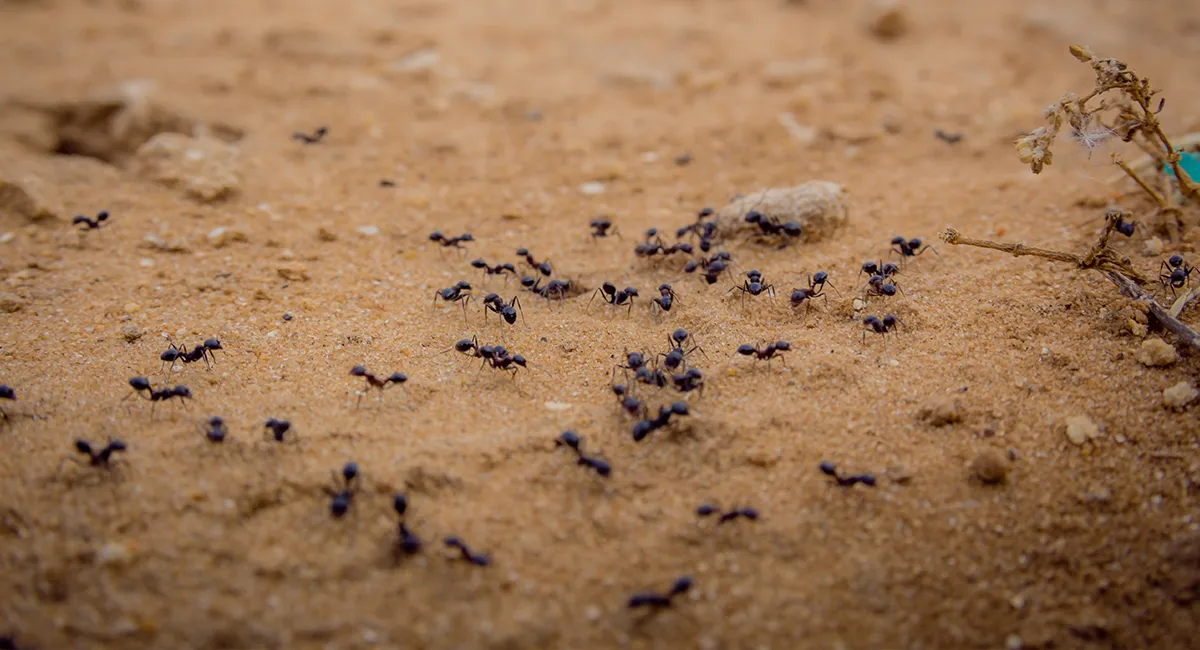 Black ants