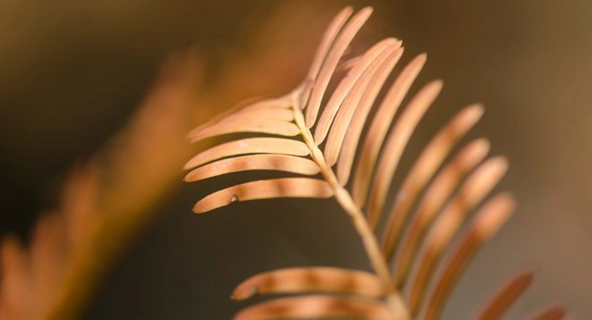 Plant damage by spruce spider mite