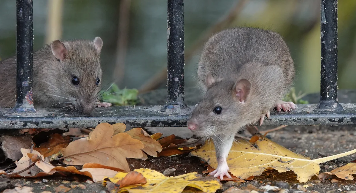 Rodents during fall climbing through railings
