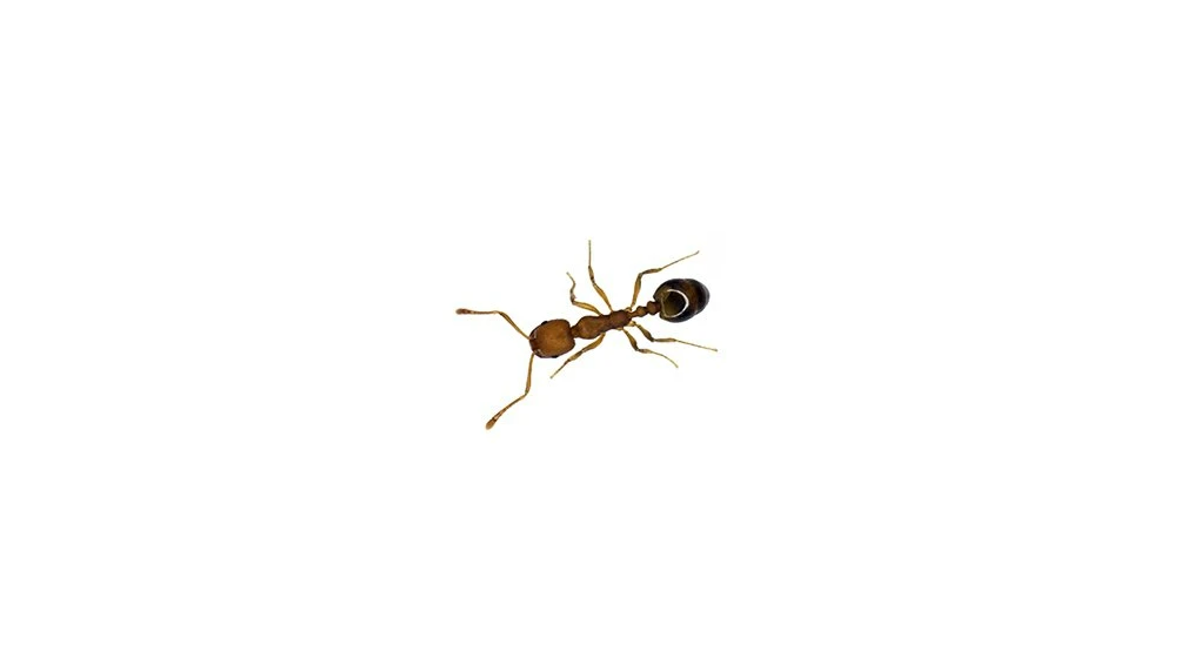 Pharaoh's ant