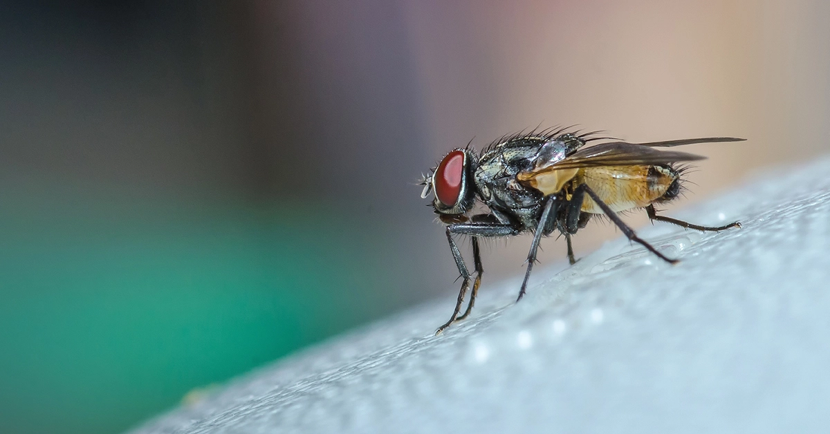 An macro close-up of a house fly with prominent red eyes and a detailed translucent wing, resting on a textured white surface against a blurred green and dark background
