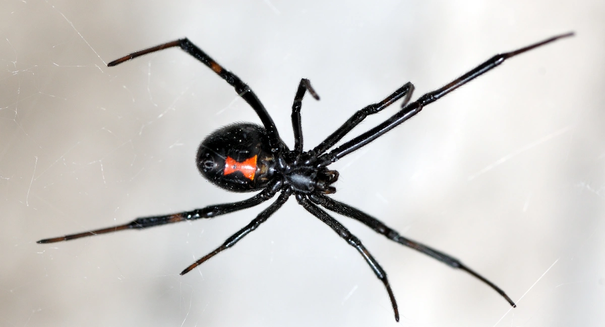 A black widow spider, with a distinctive, orange-red marking on its underside.