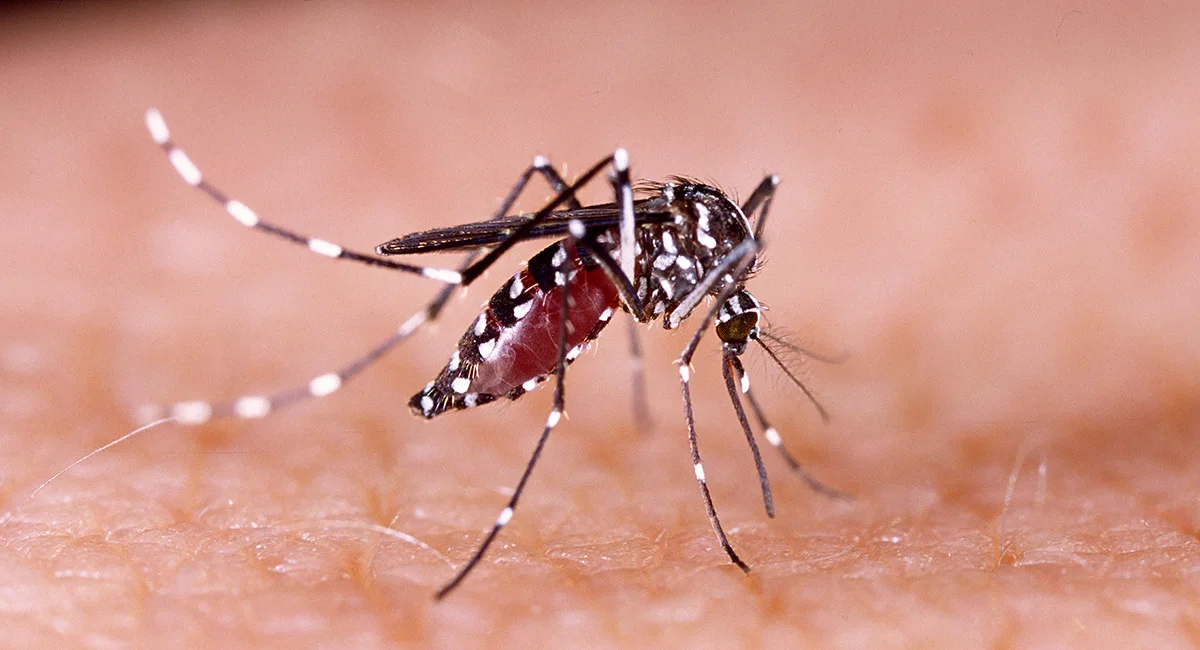 Mosquito biting on human skin