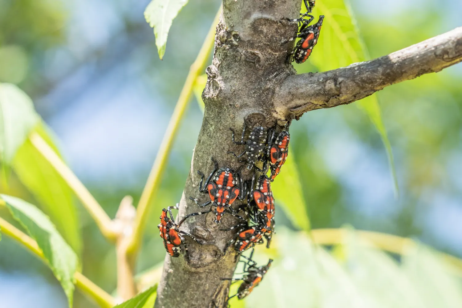 Spotted lanternflies