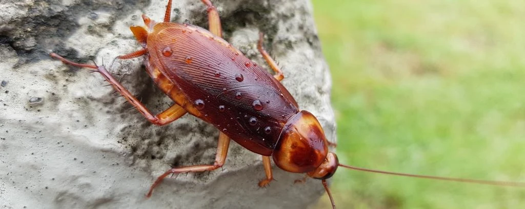 American Cockroach