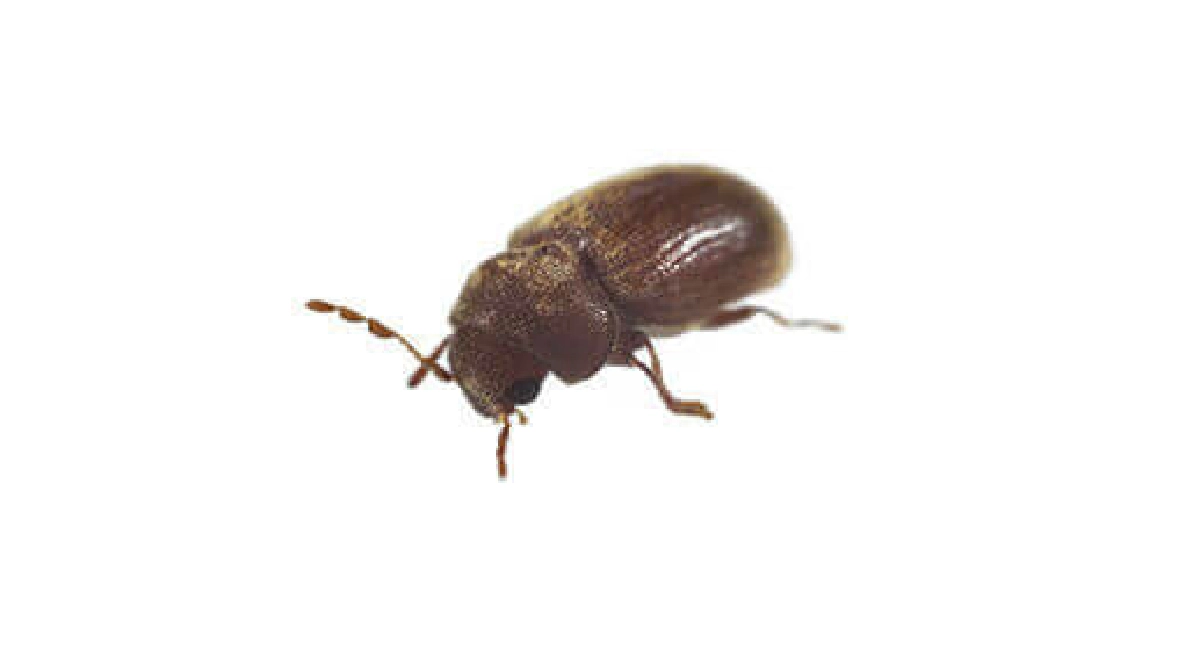 Drugstore Beetle