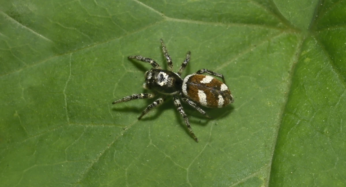 A zebra spider, with white and brown markings on its back, rests on a leaf