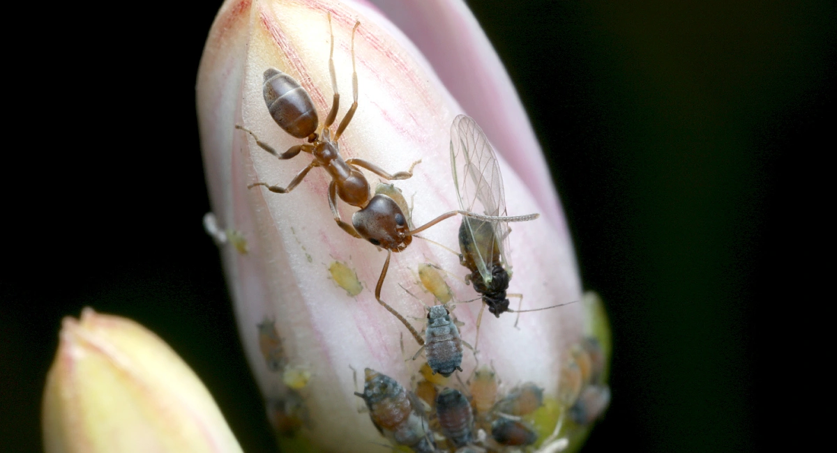Argentine ant tends aphids on a Jade flower bud