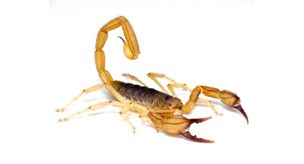 Scorpions (1100 Species)