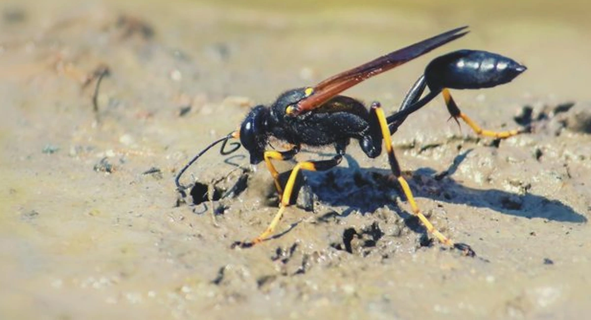 Different types of wasps - mud daubers
