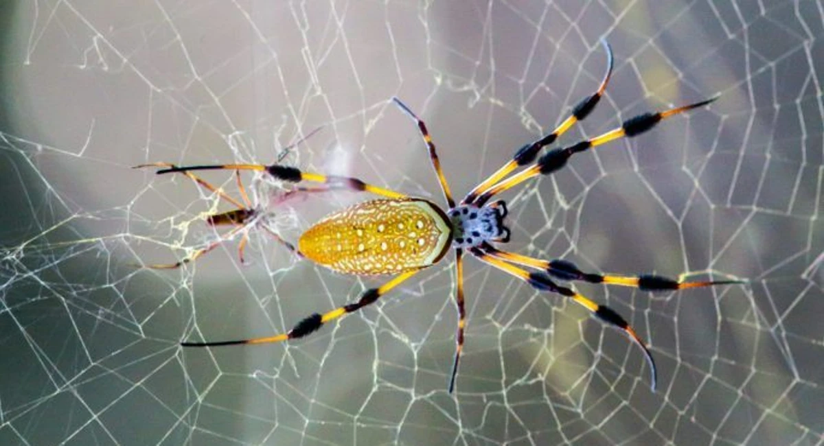 banana spider facts
