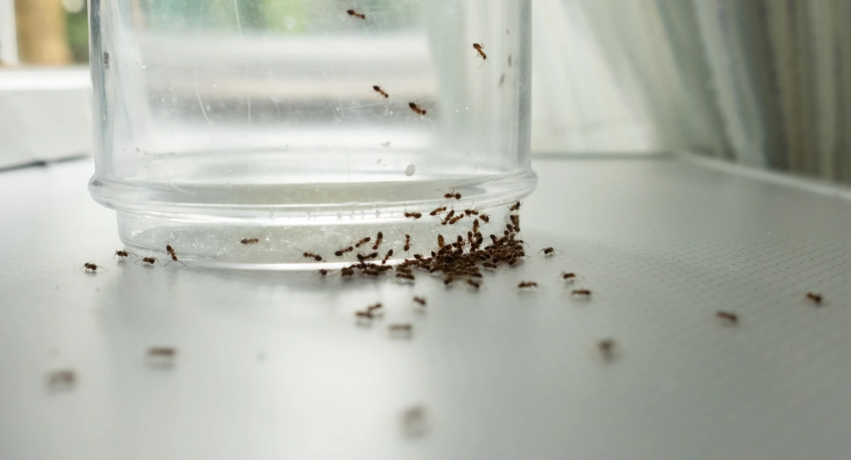 Ants on a glass searching for food