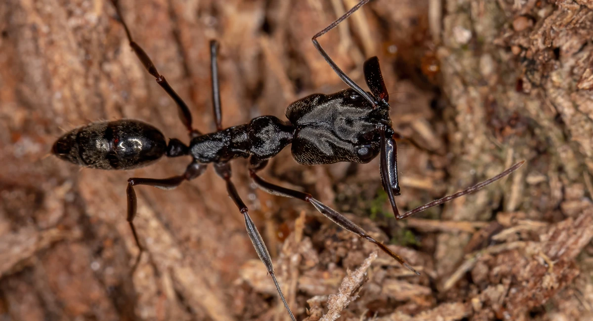 Trap Jaw ant