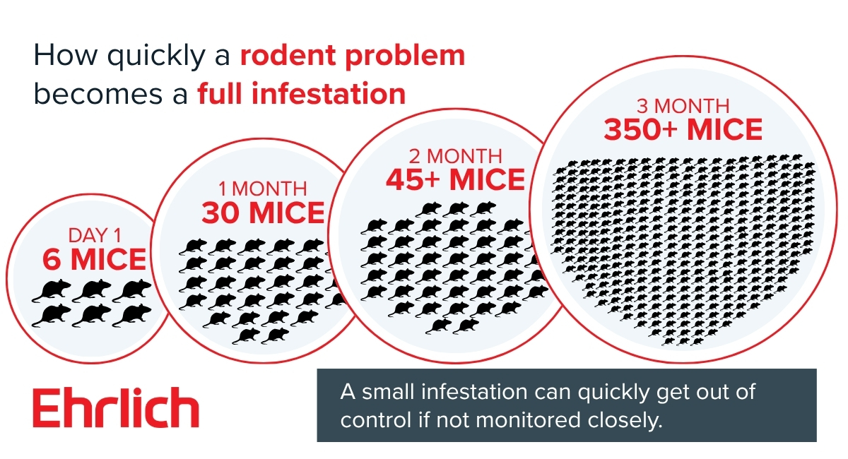 An infographic showing how quickly a rodent problem becomes a full infestation, growing from 6 mice on Day 1 to over 350 mice by Month 3.