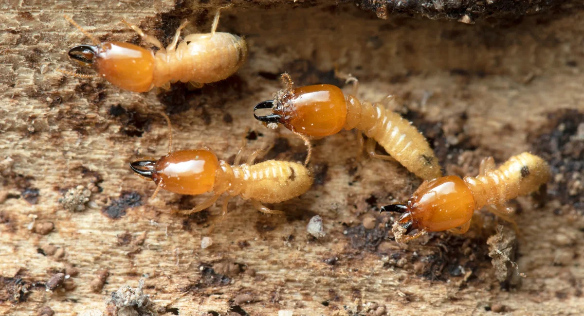 Termites