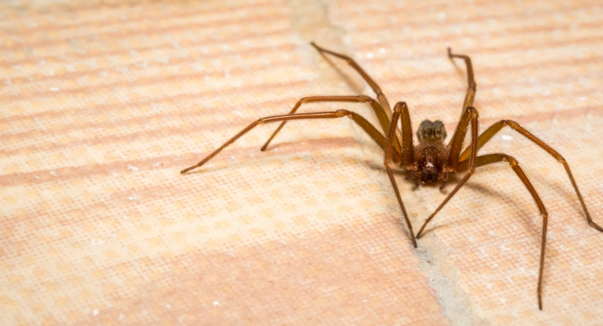 A brown recluse spider rests on a tiled floor