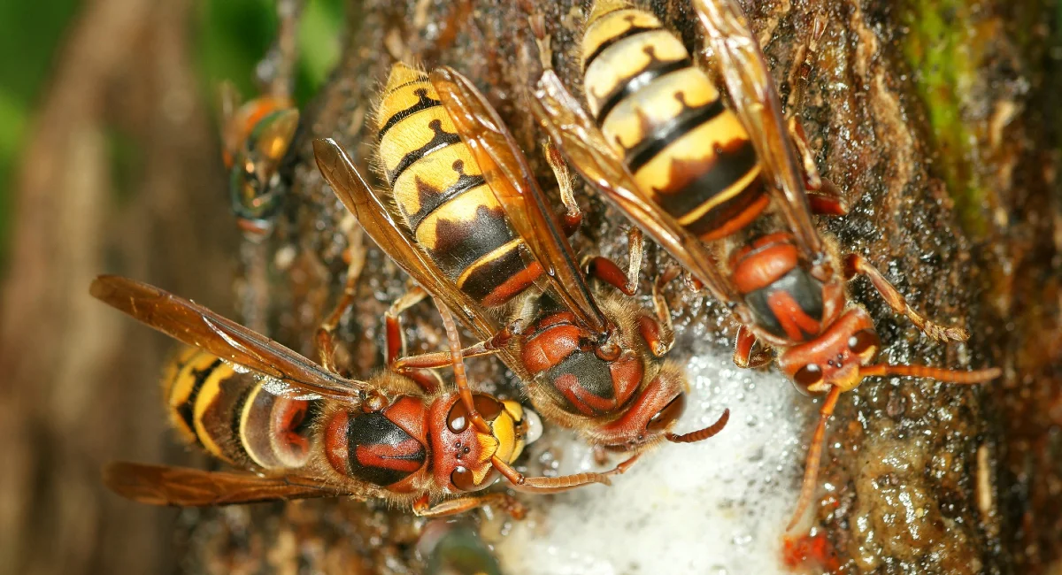 European hornets closeup