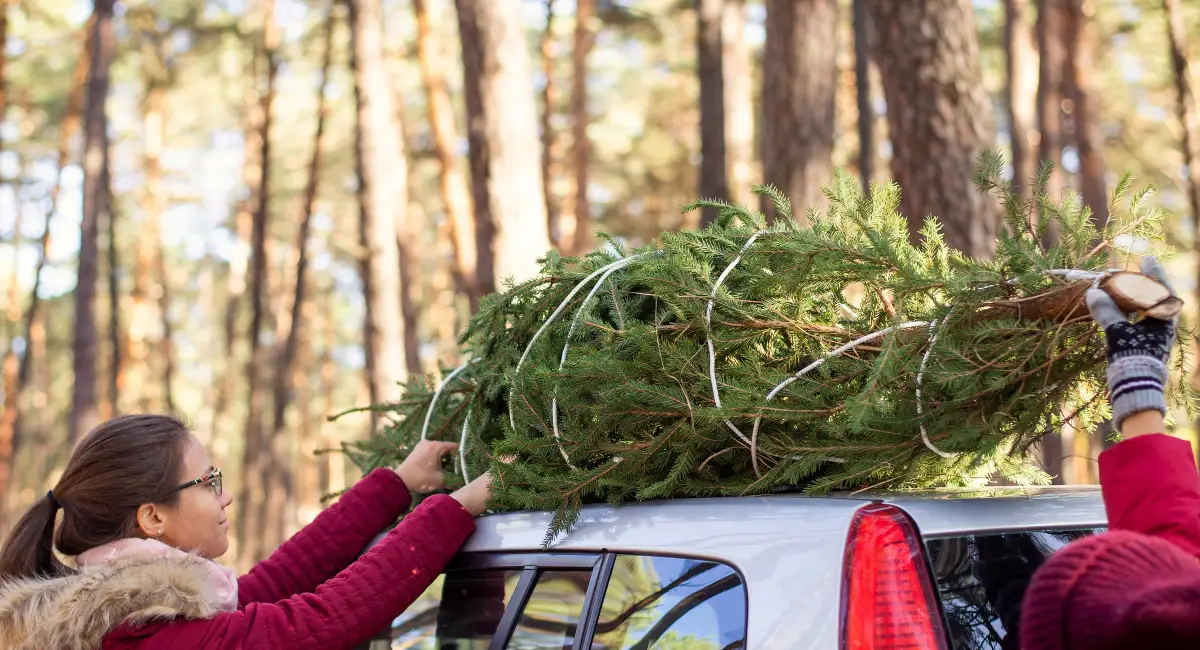 Real Christmas tree wrapped and on top of a car