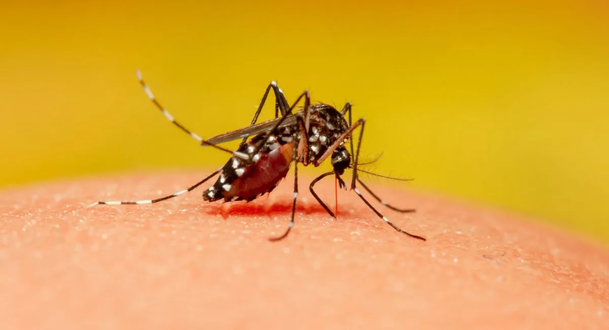 Mosquito feeding on human skin 
