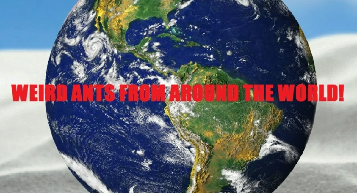 weird ants around the world