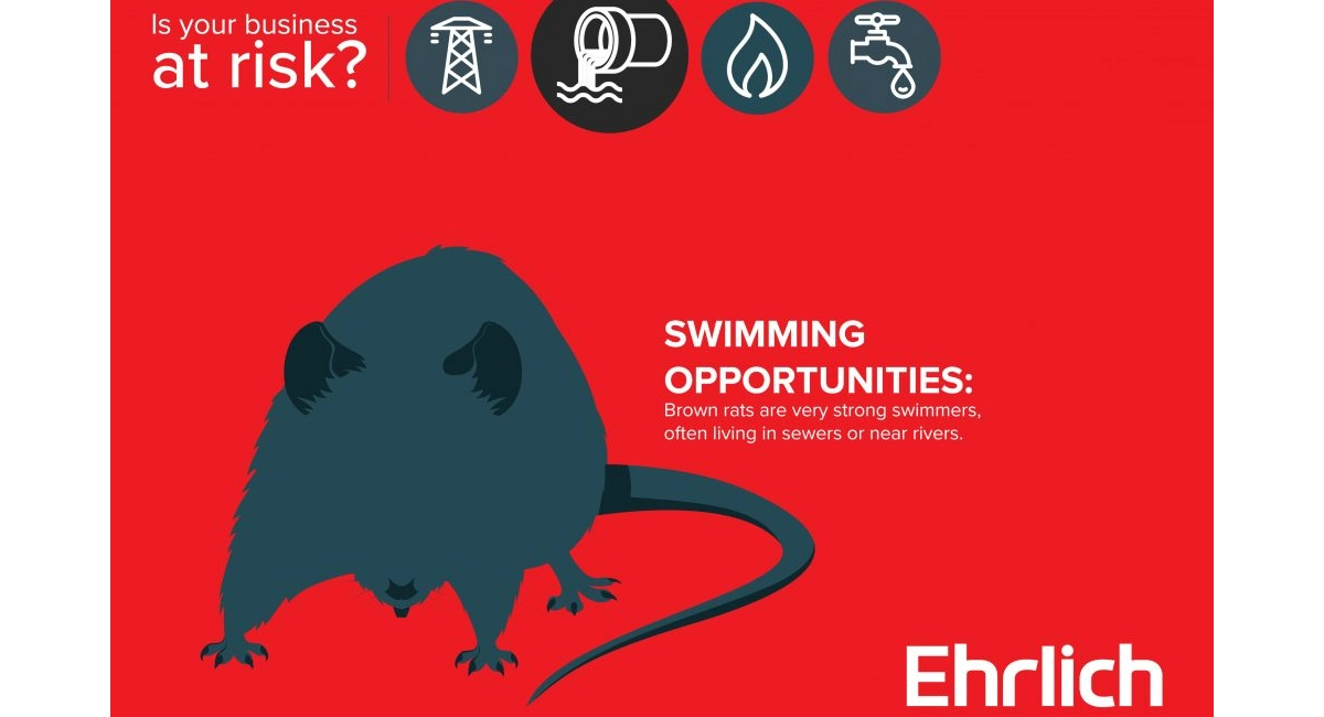 rats love to swim