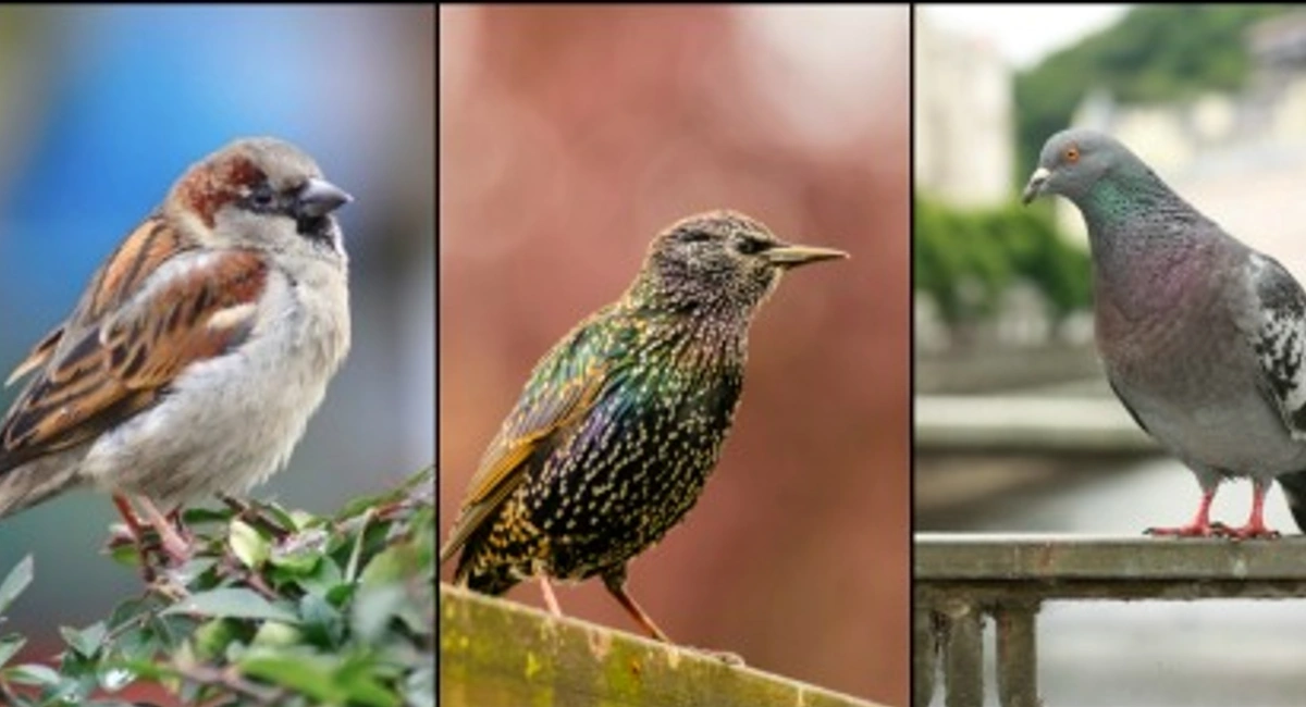 Non-Native Pest Birds Not Federally Protected