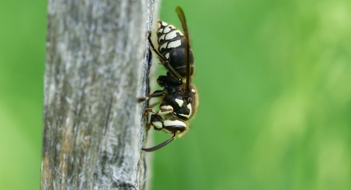 Bald-faced hornets