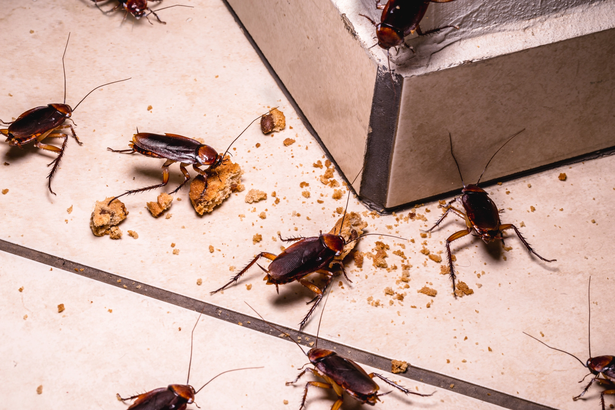 Infestation of cockroaches indoors, photo at night, insects on the floor eating leftover food