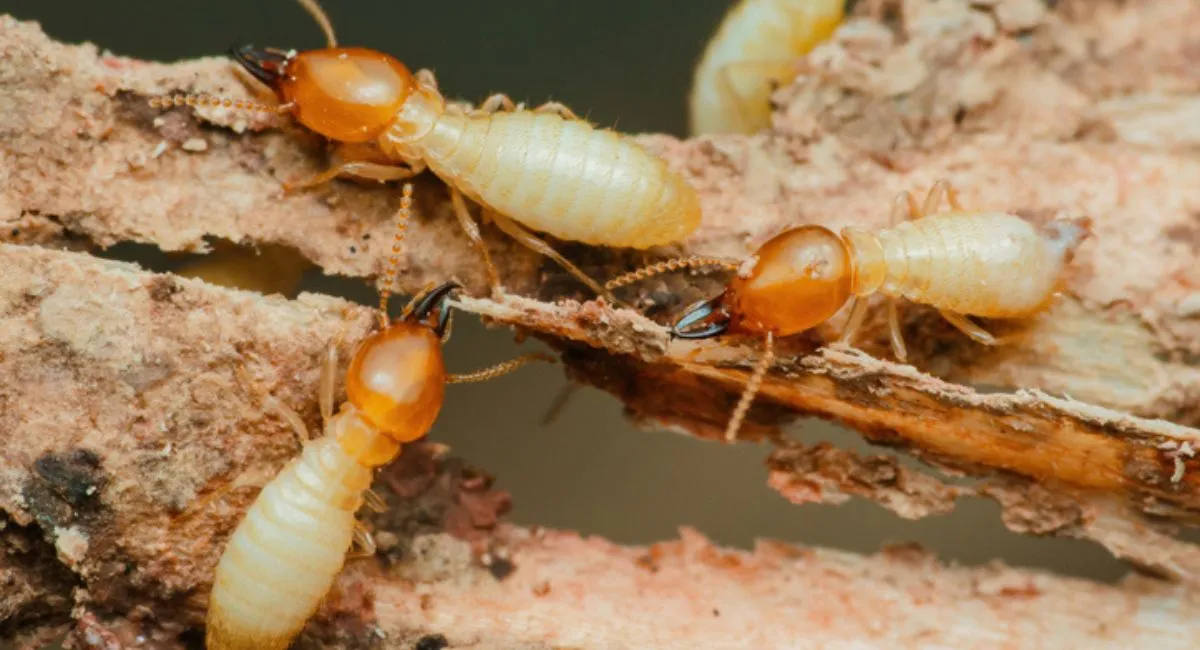 A close-up of termite soldiers next to some damaged wood