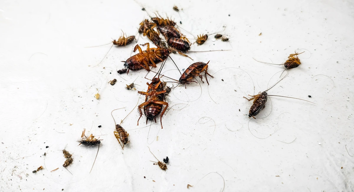 Dead cockroaches on a white floor