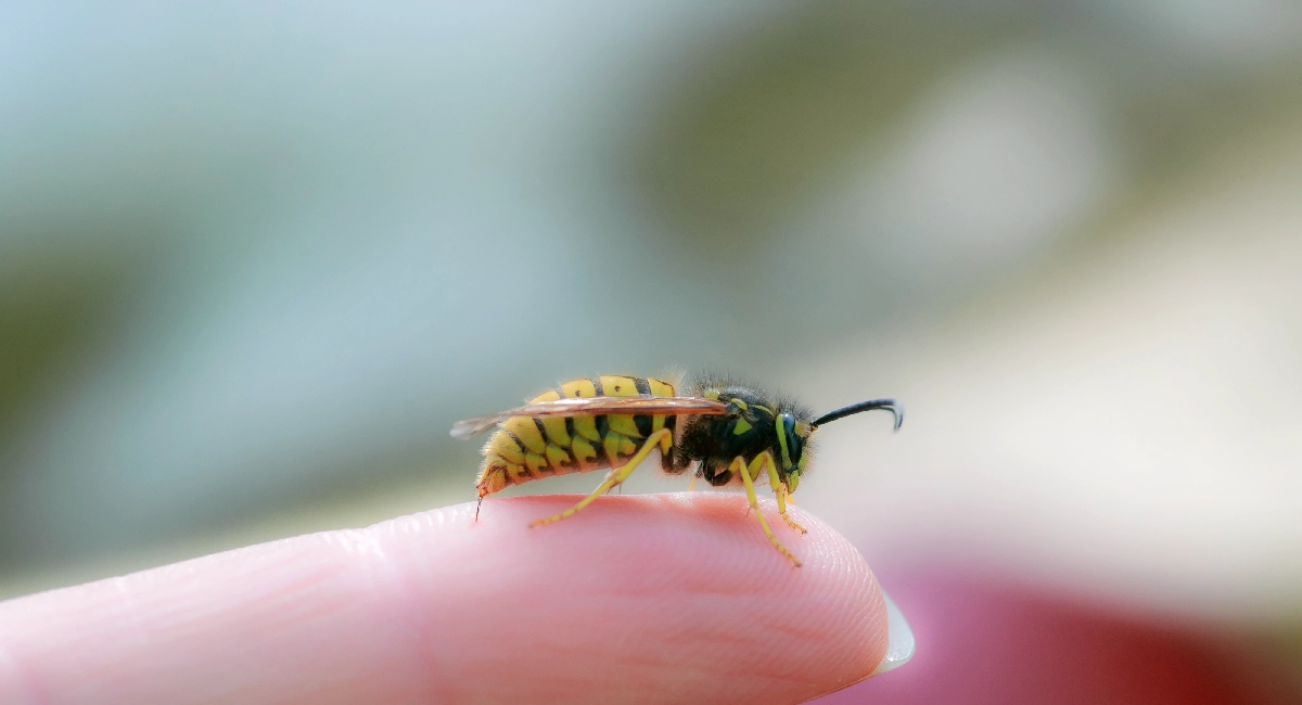 Wasp sting