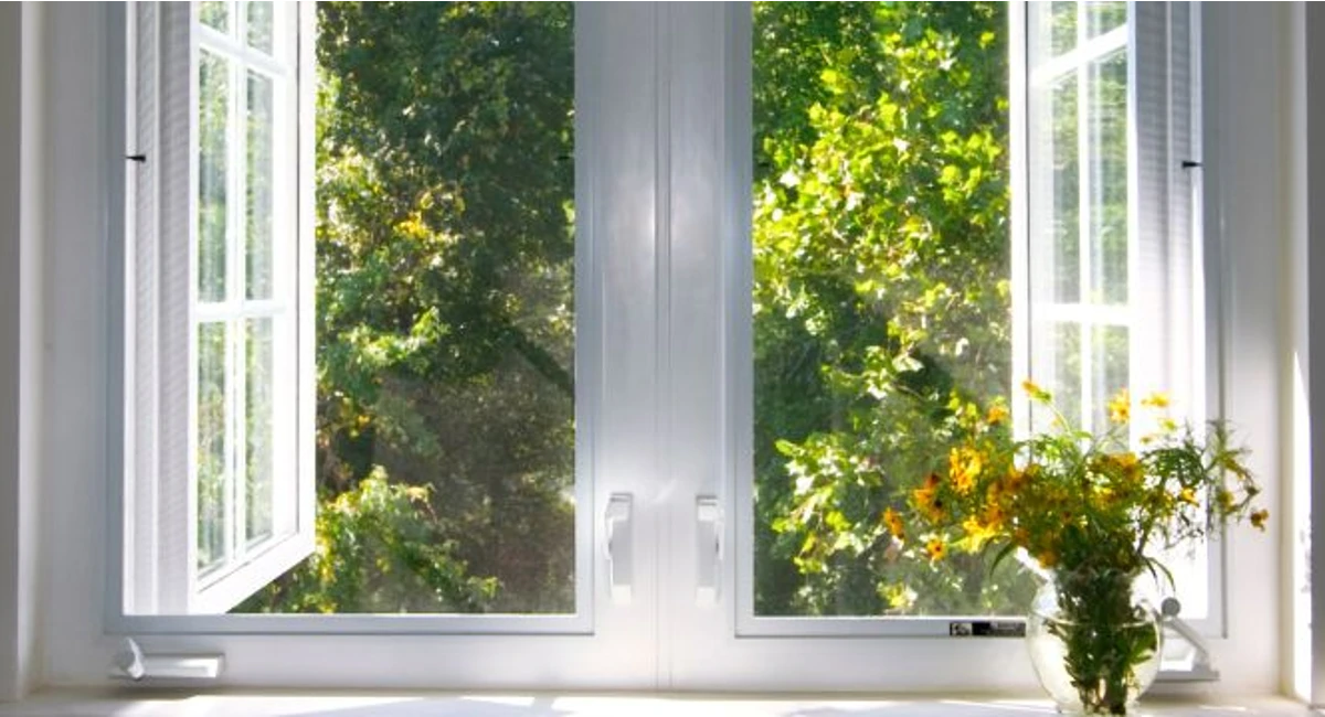 View outside windows into trees