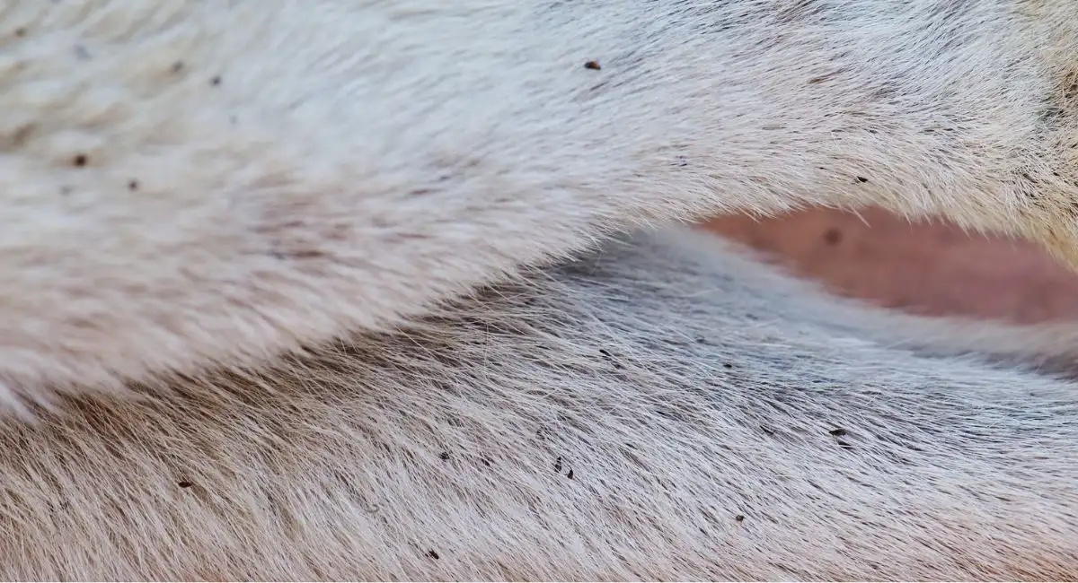 fleas on a dog